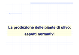La produzione delle piante di olivo: aspetti normativi