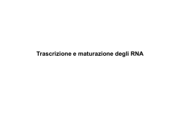 RNA Sintesi Proteica