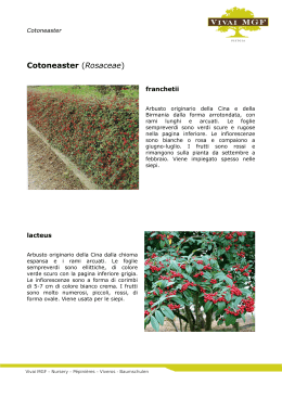 Cotoneaster (Rosaceae)