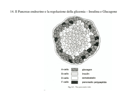 14. Il Pancreas endocrino e la regolazione della glicemia – Insulina
