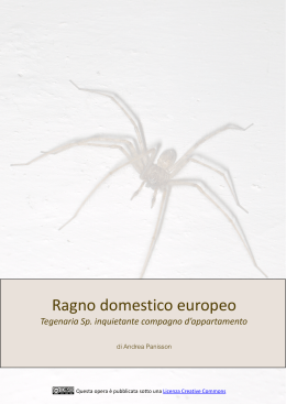 Ragno domestico europeo - Tegenaria sp