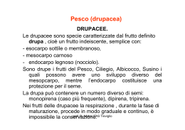 Pesco (drupacea) - prof. R. Andrei