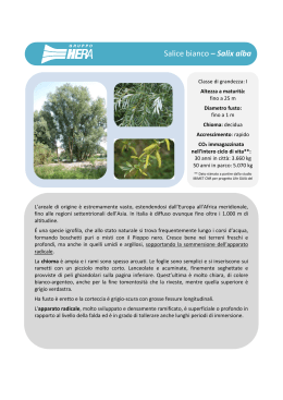 Salice bianco – Salix alba