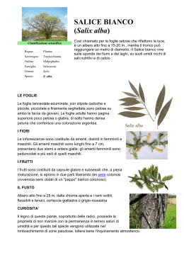 SALICE BIANCO (Salix alba)