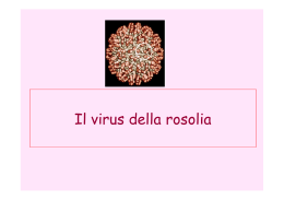 Il virus della rosolia