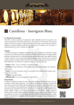 Camillona - Sauvignon Blanc