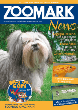 Segugio italiano: un cacciatore infaticabile lhasa apso