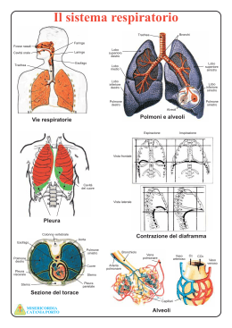 Dispensa - Il sistema respiratorio