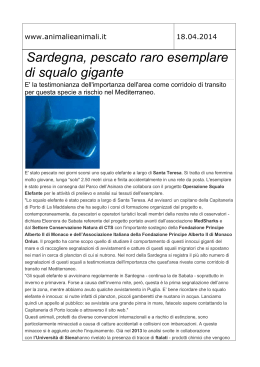 Sardegna, pescato raro esemplare di squalo gigante
