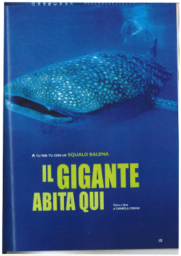 pubblicazioni_files/SQUALO BALENA2