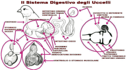 Il Sistema Digestivo degli Uccelli