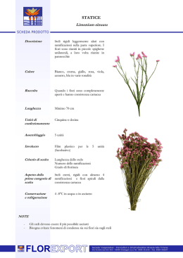 Scheda tecnica STATICE - Flor