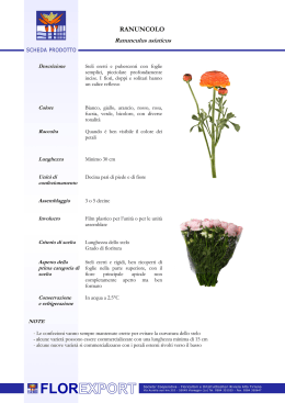 Scheda tecnica RANUNCOLO - Flor