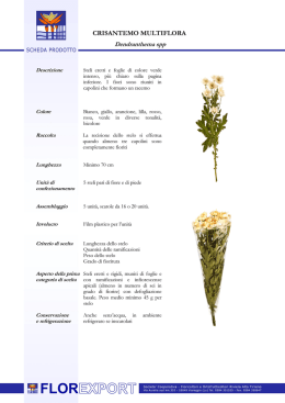 Scheda tecnica CRISANTEMO MULTIFLORA - Flor