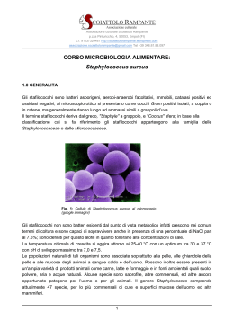 CORSO MICROBIOLOGIA ALIMENTARE: Staphylococcus aureus