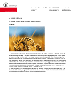 Le specie di cereali - Schweizerische Brotinformation