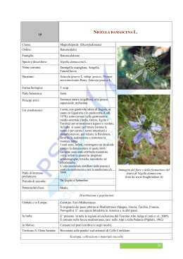 Nigella damascena L. - Parco Scientifico e Tecnologico del Molise