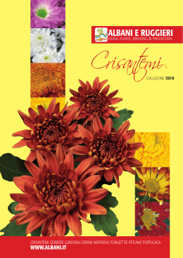 crisantemi - Albani e Ruggieri