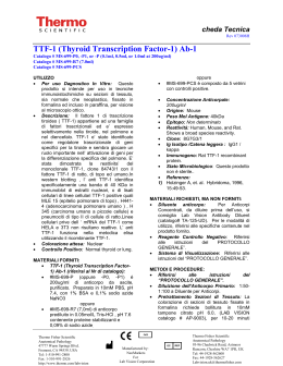 TTF-1 (Thyroid Transcription Factor-1) Ab-1 - Bio