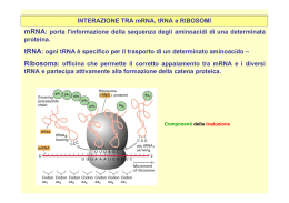 mRNA: porta l`informazione della sequenza degli