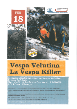 VESPA VELUTINA
