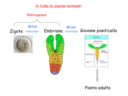 11 Embrione seme germinazione anatomia radice parte 1
