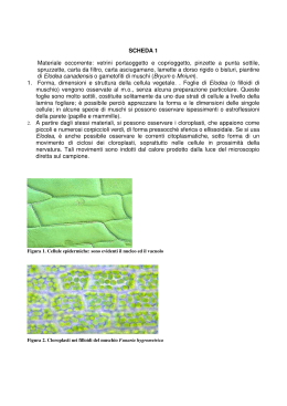 SCHEDA 1 Materiale occorrente: vetrini portaoggetto e coprioggetto