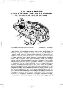 il pelobate in piemonte: storia di un anfibio raro e