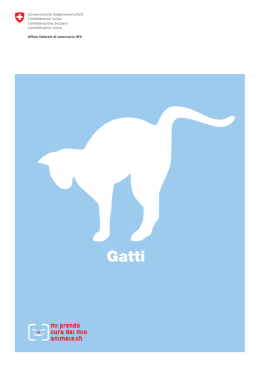 del mio gatto