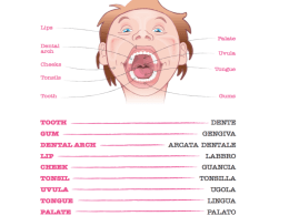 Opuscolo Anatomia Orale e Dentale
