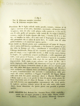 Flora Napolitana di Michele Tenore