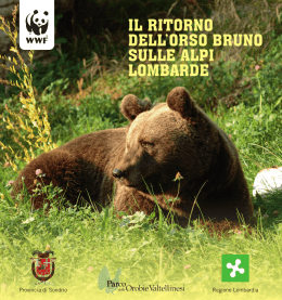 il ritorno dell`orso bruno sulle alpi lombarde
