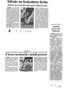 Salvato un fenicottero ferito