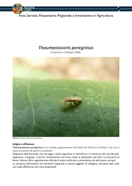 Opuscolo Thaumastocoris peregrinus