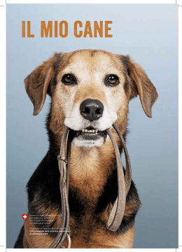 In viaggio con un cane