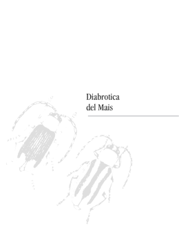 Diabrotica del mais-testo anno 2004
