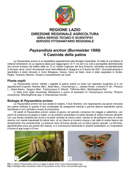 Il Castnide delle palme - Agricoltura
