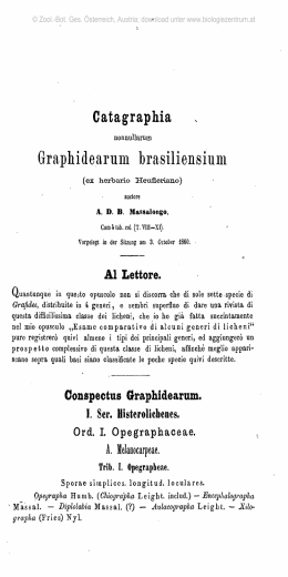 Catagraphia Grraphidearuni brasiliensium