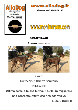 DRAHTHAAR Roano marrone 2 anni Microchip e libretto sanitario