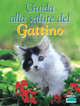 Guida gattino - Frontline Combo