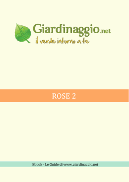 Rose 2 - Giardinaggio.net