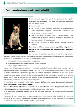 L`alimentazione nei cani adulti - Clinica Veterinaria Gran Sasso