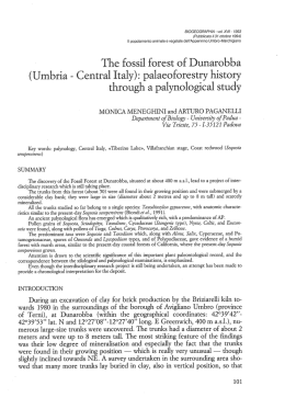 The fossil forest of Dunarobba - Museo civico di Scienze Naturali di