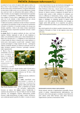 PATATA - economia del dono